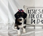 Small #1 Bernedoodle