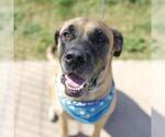 Small #1 Bullmastiff Mix