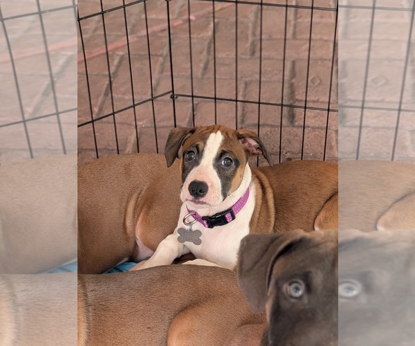 Medium Photo #5 Great Dane-Unknown Mix Puppy For Sale in Holly Springs, NC, USA