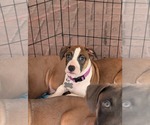 Small #4 Great Dane Mix