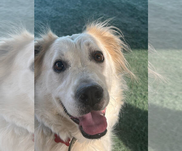 Medium Photo #8 Great Pyrenees-Unknown Mix Puppy For Sale in San Diego, CA, USA
