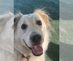 Small #7 Great Pyrenees Mix
