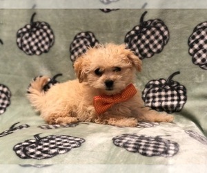 Morkie-Poodle (Miniature) Mix Puppy for sale in LAKELAND, FL, USA