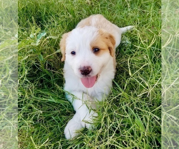 Medium Photo #6 Great Bernese Puppy For Sale in SCOTTSDALE, AZ, USA