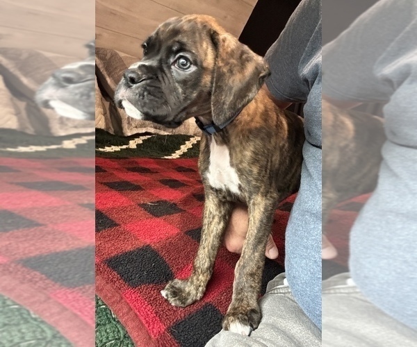 Medium Photo #11 Boxer Puppy For Sale in LANSING, MI, USA