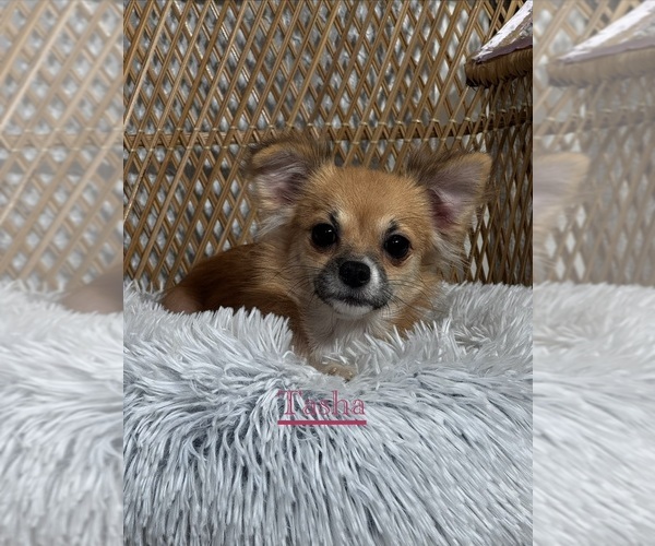 Medium Photo #1 Chihuahua Puppy For Sale in CANOGA, NY, USA