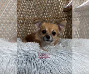 Mother of the Chihuahua puppies born on 08/15/2026