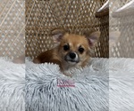 Small Photo #1 Chihuahua Puppy For Sale in CANOGA, NY, USA