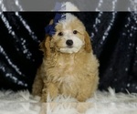 Small #6 Poodle (Toy)
