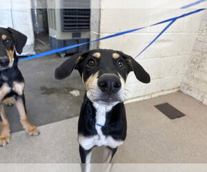 Doberman Pinscher-Unknown Mix Dogs for adoption in San Bernardino, CA, USA