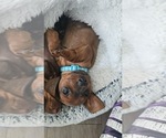Small Photo #1 Dachshund Puppy For Sale in MYRTLE BEACH, SC, USA
