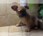 Small #14 American Bullnese-French Bulldog Mix