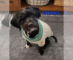 Small #2 Shih-Poo