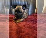 Small Photo #3 Cairn Terrier Puppy For Sale in DAYTONA BEACH, FL, USA