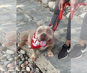 American Pit Bull Terrier Dogs for adoption in Euless, TX, USA