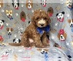 Small #9 Cavapoo