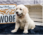 Small #3 Golden Retriever