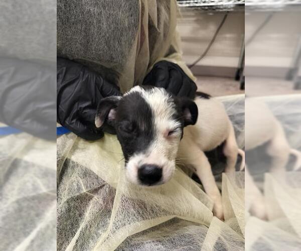 Medium Photo #1 Mutt Puppy For Sale in Pueblo, CO, USA