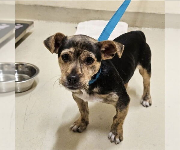 Medium Photo #1 Chihuahua Puppy For Sale in Fremont, CA, USA