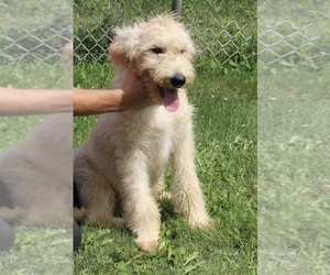 Poodle (Standard)-Siberian Husky Mix Puppy for sale in FREDERICKSBURG, OH, USA