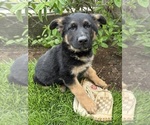 Small #2 German Shepherd Dog