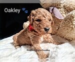 Small Photo #115 Goldendoodle (Miniature) Puppy For Sale in GASTONIA, NC, USA