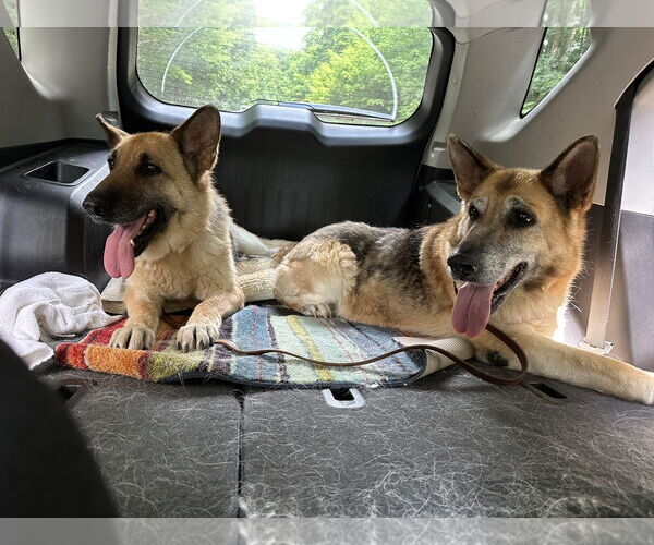 Medium Photo #1 German Shepherd Dog-Unknown Mix Puppy For Sale in Lewisburg, WV, USA