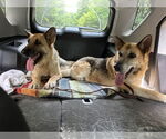 Small German Shepherd Dog Mix