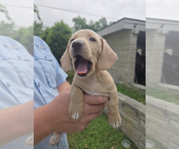 Medium Photo #8 Dachshund Puppy For Sale in WEST, TX, USA