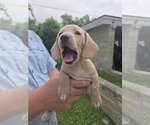 Small #7 Dachshund