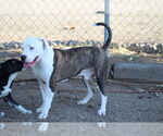 Small #1 American Pit Bull Terrier Mix