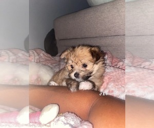 Maltipom Puppy for sale in OMAHA, NE, USA