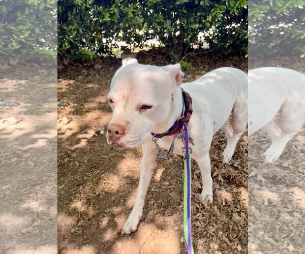 Medium Photo #6 Boxer-Mastiff Mix Puppy For Sale in Holly Springs, NC, USA