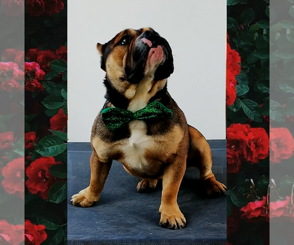 Medium Photo #5 Bulldog Puppy For Sale in Apple Valley, CA, USA