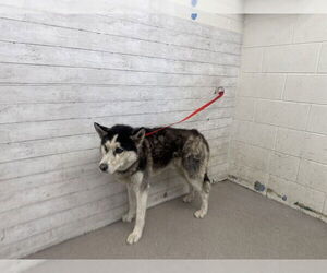 Siberian Husky Dogs for adoption in San Bernardino, CA, USA