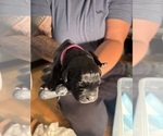 Litter of 9 - Male(s) and Female(s) Cane CorsoLitter of Puppies for Sale - Photo #7