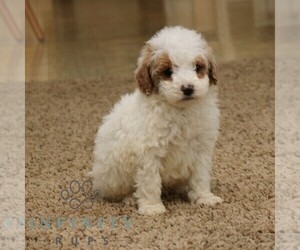 Goldendoodle (Miniature) Puppy for sale in NARVON, PA, USA