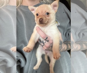 Pineranian Puppy for sale in MUNCIE, IN, USA