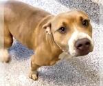 Small #1 Staffordshire Bull Terrier