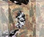Small Photo #81 Great Dane Puppy For Sale in MARICOPA, AZ, USA