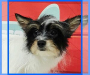 Morkie Dog for Adoption in TAYLOR, Texas USA