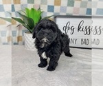 Small #4 Cavapoo (Miniature)