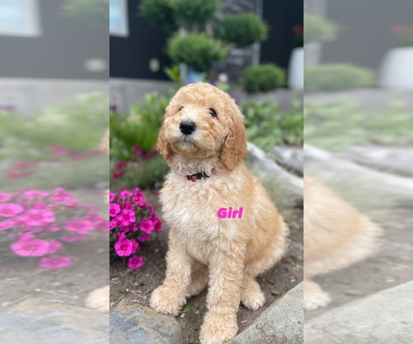 Medium Photo #4 Poodle (Standard) Puppy For Sale in BELLINGHAM, WA, USA