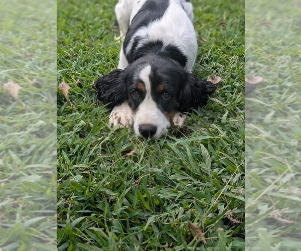 Medium Photo #3 English Springer Spaniel Puppy For Sale in MULKEYTOWN, IL, USA
