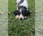 Small #2 English Springer Spaniel
