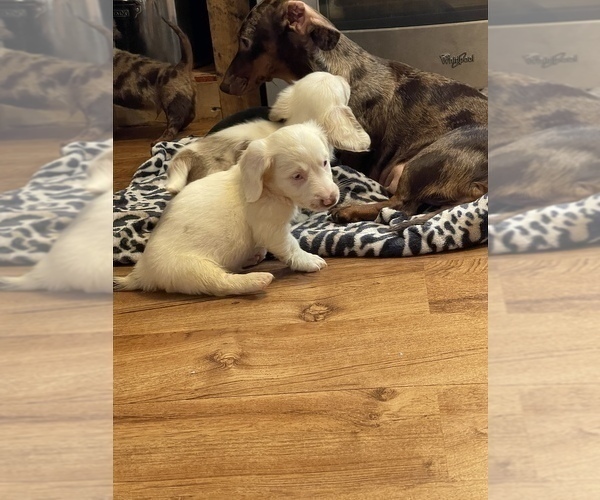 Medium Photo #6 Dachshund Puppy For Sale in ROCK HILL, SC, USA