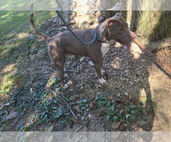 Medium Photo #2 American Pit Bull Terrier-Staffordshire Bull Terrier Mix Puppy For Sale in Jackson, MS, USA