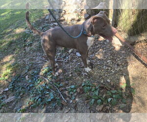 Mark - Male American Pit Bull Terrier-Staffordshire Bull Terrier Mix Dog for Adoption - Photo #2