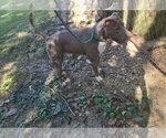 Small #1 American Pit Bull Terrier-Staffordshire Bull Terrier Mix