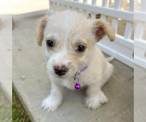 Medium Photo #2 Chihuahua-Unknown Mix Puppy For Sale in San Diego, CA, USA